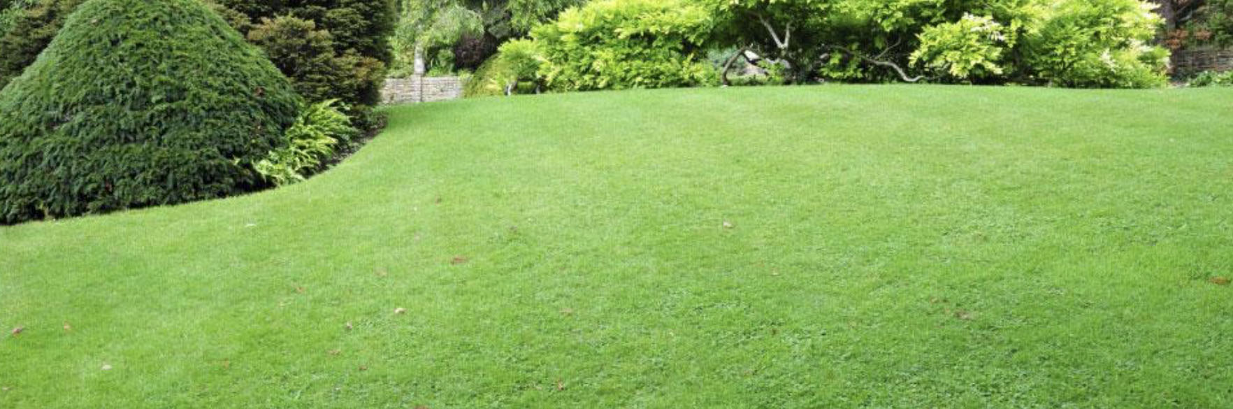nice lawn