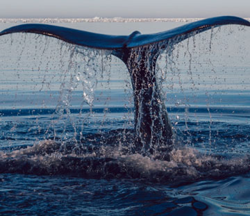 whale clients are bad